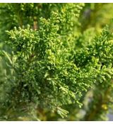 Chamaecyparis Obtusa ´Drath´