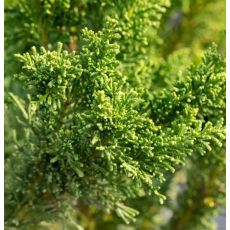 Chamaecyparis Obtusa ´Drath´