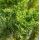 Chamaecyparis Obtusa ´Drath´