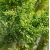 Chamaecyparis Obtusa ´Drath´