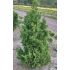 Chamaecyparis Obtusa ´Drath´