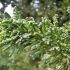 Chamaecyparis Obtusa ´Drath´