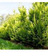 Chamaecyparis Lawsoniana ´Yvonne´