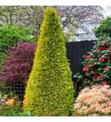 Cupressocyparis leylandii ´Gold Rider´