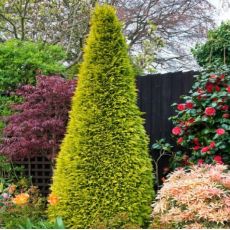 Cupressocyparis leylandii ´Gold Rider´