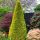 Cupressocyparis leylandii ´Gold Rider´