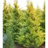 Cupressocyparis leylandii ´Gold Rider´
