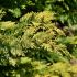 Cupressocyparis leylandii ´Gold Rider´