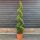 Cupressocyparis Leylandii ´CWG´ Špirála