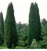 Cupressocyparis leylandii ´Pyramidalis´