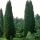 Cupressocyparis leylandii ´Pyramidalis´