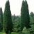 Cupressocyparis leylandii ´Pyramidalis´