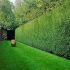Cupressocyparis leylandii ´Pyramidalis´
