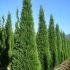 Cupressocyparis leylandii ´Pyramidalis´