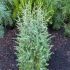 Juniperus Communis 'Hibernica'