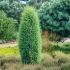 Juniperus Communis 'Hibernica'
