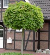 Acer platanoides ´Globosum´