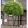 Acer platanoides ´Globosum´