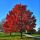 Acer rubrum 'Sun Valley'