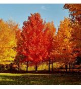 Acer saccharum