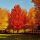 Acer saccharum