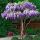 Wisteria Sinensis ´Mix´ na kmienku