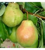 Hruška ´HARDENPONT´zimná