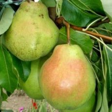 Hruška ´HARDENPONT´zimná