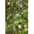 Betula nigra ´Summer Cascade´®