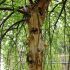 Betula nigra ´Summer Cascade´®