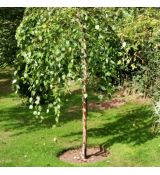 Betula nigra ´Summer Cascade´®