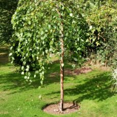 Betula nigra ´Summer Cascade´®