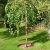 Betula nigra ´Summer Cascade´® Betula nigra ´Summer Cascade´®