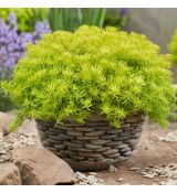 Sedum reflexum ´Angelina´