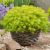 Sedum reflexum ´Angelina´