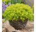 Sedum reflexum ´Angelina´ 9x9 / 0,5L
