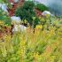 Sedum reflexum ´Angelina´