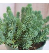 Sedum rupestre ´Silver´