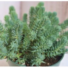 Sedum rupestre ´Silver´