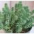 Sedum rupestre ´Silver´