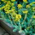 Sedum rupestre ´Silver´