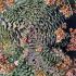Sedum tatarinowii