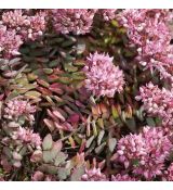 Sedum tatarinowii