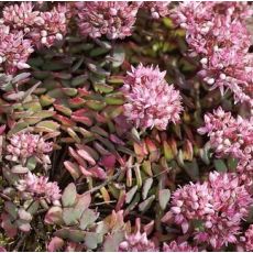 Sedum tatarinowii