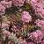 Sedum tatarinowii