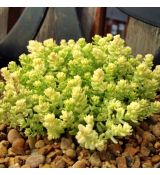 Sedum acre ´Aurea´