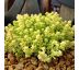 Sedum acre ´Aurea´ 9x9 / 0,5L