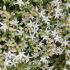 Sedum pallidum ´Sea Star´