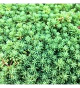 Sedum pallidum ´Sea Star´