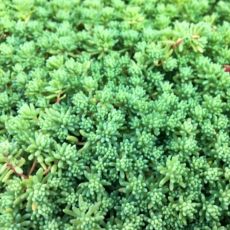 Sedum pallidum ´Sea Star´